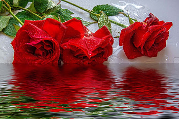 Red roses, Flowers, Roses, Water, Reflection HD wallpaper