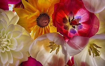 Flowers, carpet, white, skin, yellow, flower, red HD wallpaper