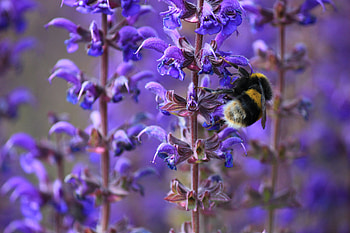 Flower, Plant, Macro, Insect, Striped, Bumblebee HD wallpaper