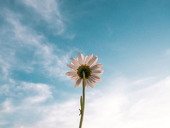 Bloom, Flowers, Sky, Camomile, Flower, Flowering, Chamomile, Bottom View HD wallpaper