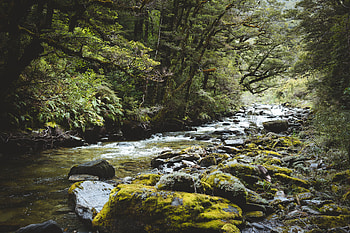 Nature, Water, Rivers, Trees, Stones, Forest HD wallpaper
