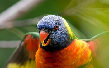 Animals, Birds, Parrots HD wallpaper