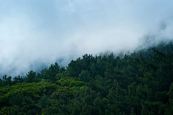 Serene forest landscape with fog enveloping lush greenery in Datça, Turkey. Perfect for nature lovers. HD wallpaper