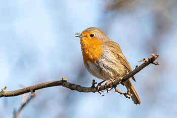 European robin (Erithacus rubecula) singing on a branch in Créteil, France, european robin, Animal, robin HD wallpaper