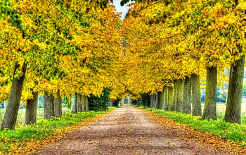 Yellow Trees, trees, beautiful, , yellow HD wallpaper