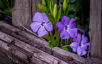 Periwinkle, nature, graphy, flower HD wallpaper