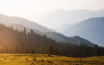 Nature, Trees, Sky, Mountains, Fog HD wallpaper