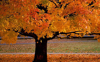Plants, Landscape, Trees, Autumn HD wallpaper