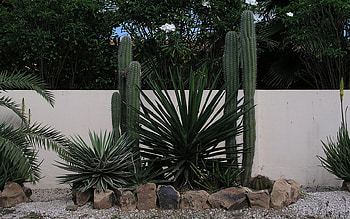 ❀ღ*•.ظ.•*❖❀cactus ❀ღ*•.ظ.•*❖❀, wp, green, cactus, thorn HD wallpaper