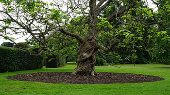 A sprawling tree with twisted branches in a peaceful garden, epitomizing natural beauty. HD wallpaper