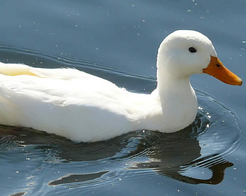 White duck, animal, duck, white, water HD wallpaper