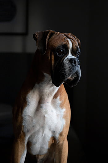 Portrait of a boxer dog gazing thoughtfully in low light, showcasing its pedigree features. HD phone wallpaper