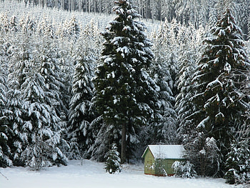Snow tree winter, winter, snow, house, forest, tree HD wallpaper