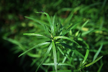 Tarragon herb, Tarragon substitutes, Best alternatives, Cooked best HD wallpaper