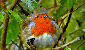 Robin, bird, close up HD wallpaper