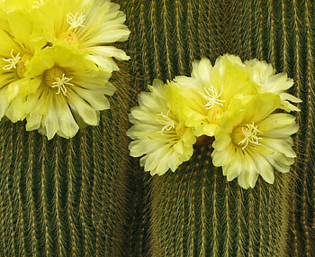 Flowering Cactii, desert, cactii, flowering, yellow HD wallpaper