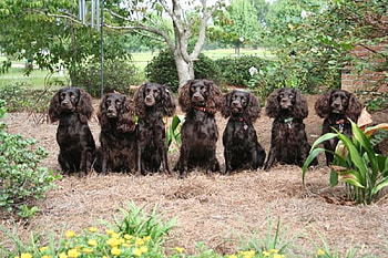We are all waiting to go, black, pathway, Boykin hound, wooded area, sc state dog HD wallpaper
