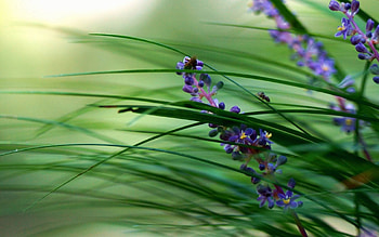 Flowers, Grass, Plant, Macro HD wallpaper