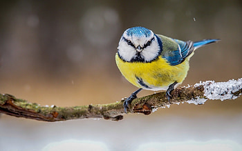 Eurasian Blue Tit, Colorful Plumage, Tiny Beauty, Captivating Song HD wallpaper