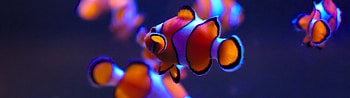 Aquarium underwater beauty, Stunning underwater animals, Clownfish wonder HD wallpaper