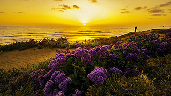 Pacific Ocean Coast, California, sunset, blossoms, landscape, colors, sky, flowers, usa HD wallpaper