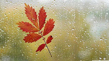 My favourite weather, rain, graphy, raindrops, fall, , drops, leaves, abstract, close-up, autumn, leaf, , macro HD wallpaper