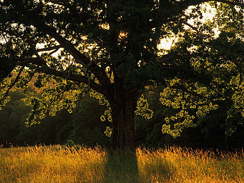 Tree, Trees HD wallpaper