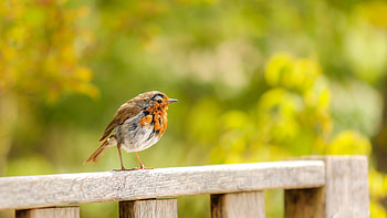 Brown White Robin Bird Is Standing On Wood Fence In Blur Green Background Birds HD wallpaper