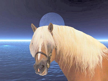 Haflinger Pony, horses, haflinger, animals, shaggy mane, ponies HD wallpaper