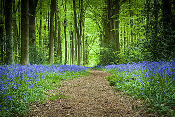 Nature, Flowers, Forest, Path, Spring HD wallpaper