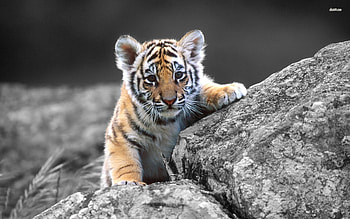 Aquarium Screensaver For Mac : Tiger mac HD wallpaper