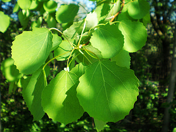 Branch, Aspen Tree HD wallpaper