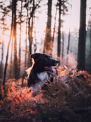 Animals, Autumn, Dawn, Dog, Stroll, Frost, Steam HD phone wallpaper