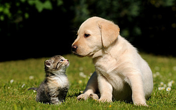 Animals, Grass, Cat, Kitty, Kitten, Dog, Puppy HD wallpaper