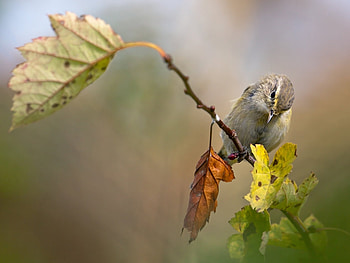 Animals, Birds HD wallpaper