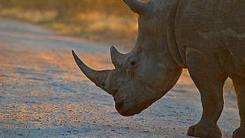 Kruger National Park, White rhino, Early morning sunrise, African wildlife HD wallpaper