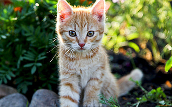 Animals, Cats HD wallpaper