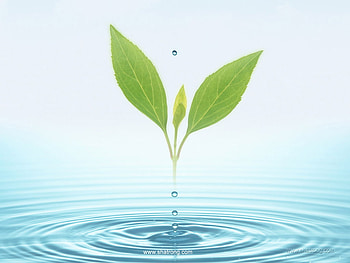 Fress Vista, green fress HD wallpaper