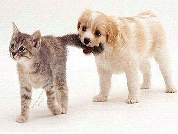 Puppy....Please Don't Play!!!, animal, dog, kitten, puppy, cat HD wallpaper