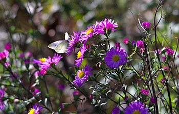 Purple Astra, purple, Flower, pretty, Astra HD wallpaper