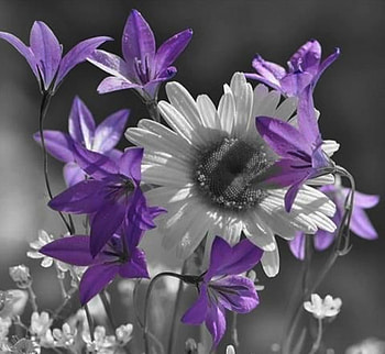 still life, purple, grey, art, splash color, flowers, beauty HD wallpaper