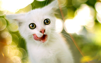 Cute Anime Cat HD wallpaper