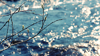 Nature, Rivers, Branch, Flow HD wallpaper