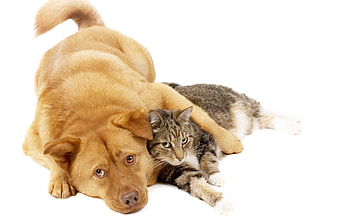 Animals, Cats, Dogs HD wallpaper