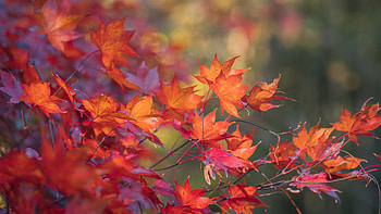 Red Maple Leaves Tree Branches Colorful Blur Bokeh Background Nature HD wallpaper