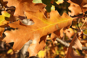 Falls Last Leaf, leaves, trees, forests, seasons, mountains HD wallpaper
