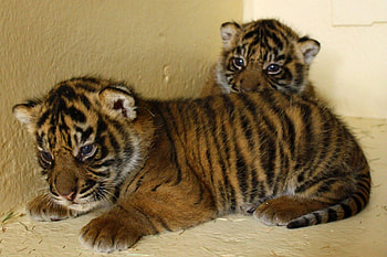 baby, two, stripes, tigers HD wallpaper