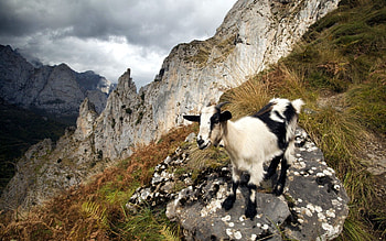 Animals, Nature, Mountains, Goat HD wallpaper