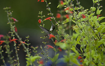 Animals, Nature, Flowers, Humming-Birds, Macro, Bird, Blur, Smooth, Greens HD wallpaper