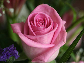PINK ROSE FOREGROUND BACKGROUND GREENERY, rose, pink, gorgeous, beautiful, lovely HD wallpaper